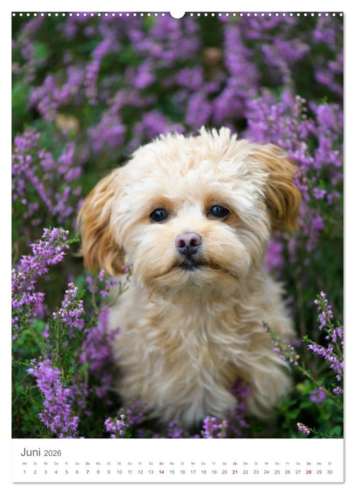 Maltipoo - Malteser - Pudel 2026 (CALVENDO Premium Wandkalender 2026)