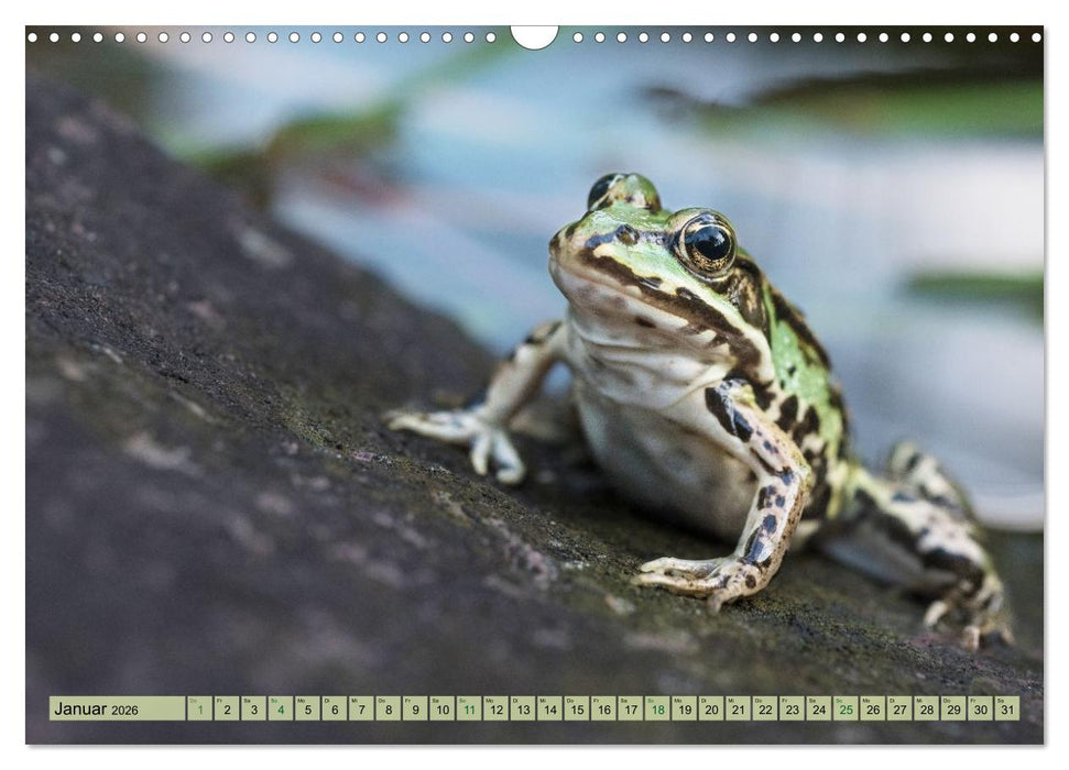 Fröhliche Frösche (CALVENDO Wandkalender 2026)