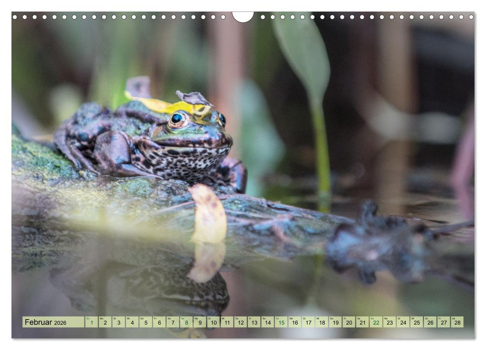 Fröhliche Frösche (CALVENDO Wandkalender 2026)