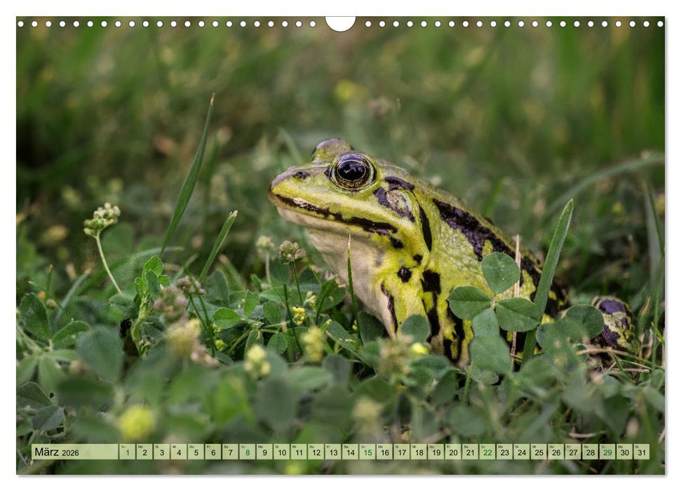 Fröhliche Frösche (CALVENDO Wandkalender 2026)