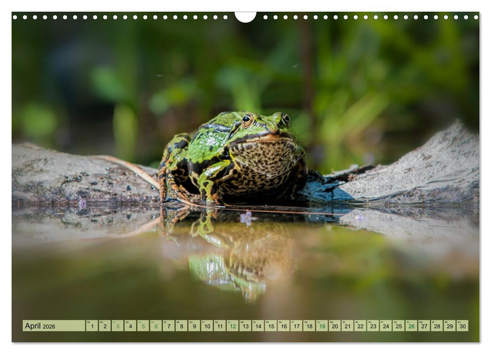 Fröhliche Frösche (CALVENDO Wandkalender 2026)