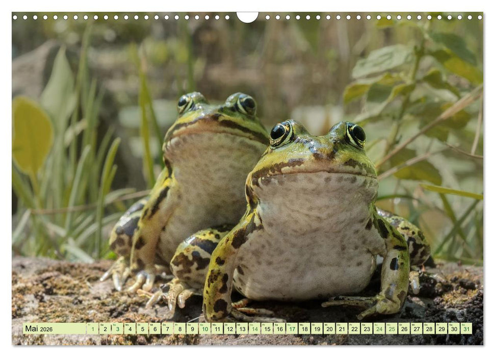 Fröhliche Frösche (CALVENDO Wandkalender 2026)