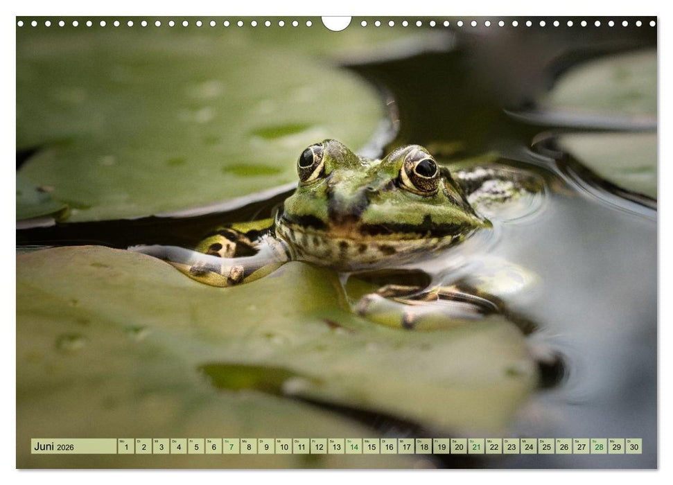 Fröhliche Frösche (CALVENDO Wandkalender 2026)