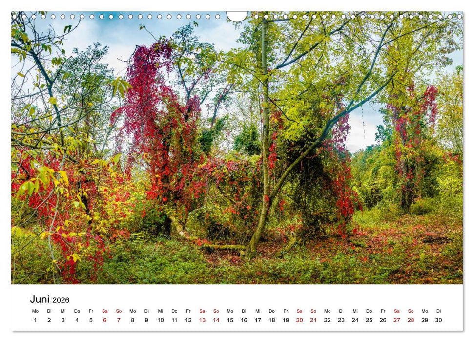 Wälder: die letzte Zuflucht für die Wildnis (CALVENDO Wandkalender 2026)