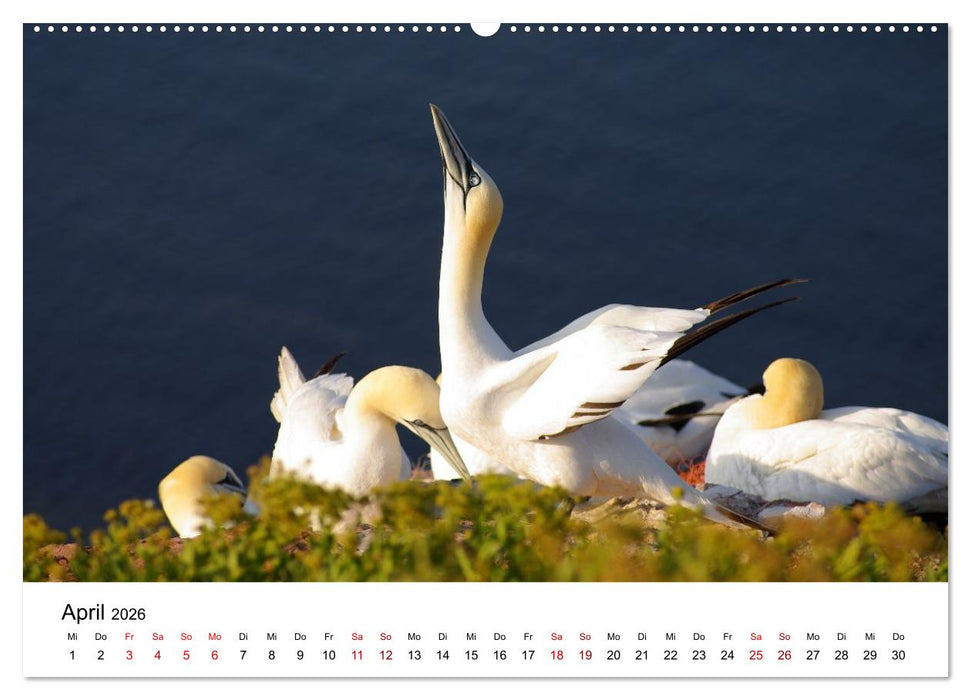 HELGOLAND: Nordseeinsel, schöner Ferienort (CALVENDO Wandkalender 2026)