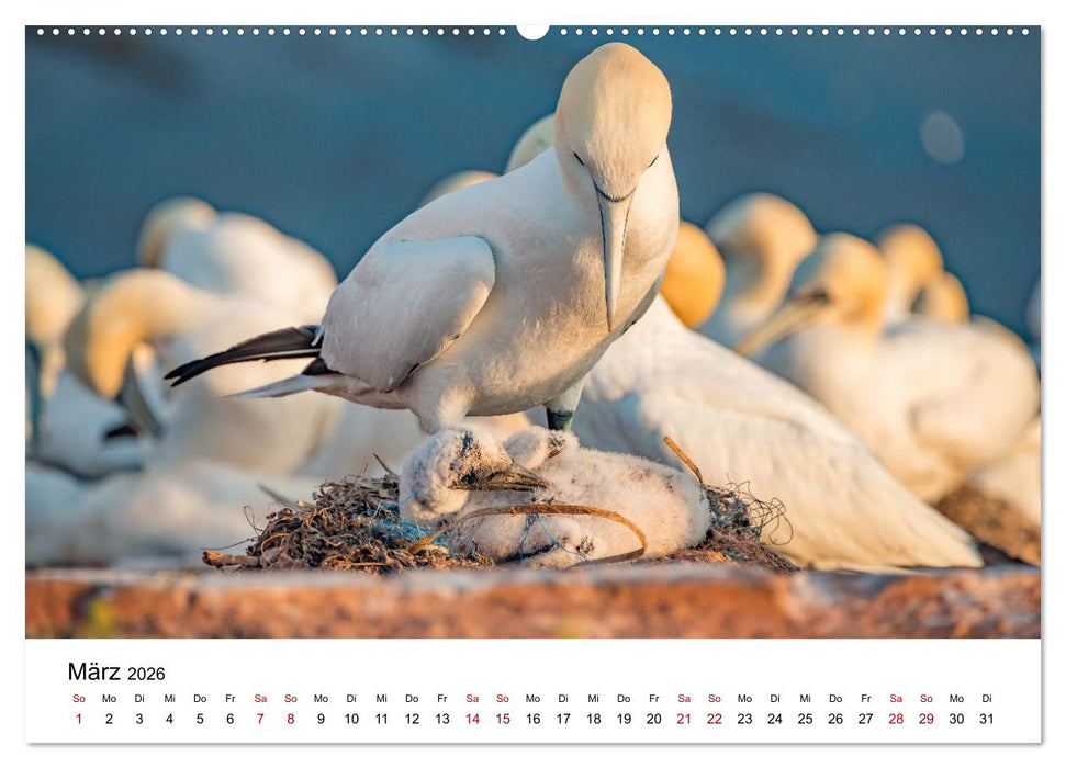 HELGOLAND: Nordseeinsel, schöner Ferienort (CALVENDO Premium Wandkalender 2026)