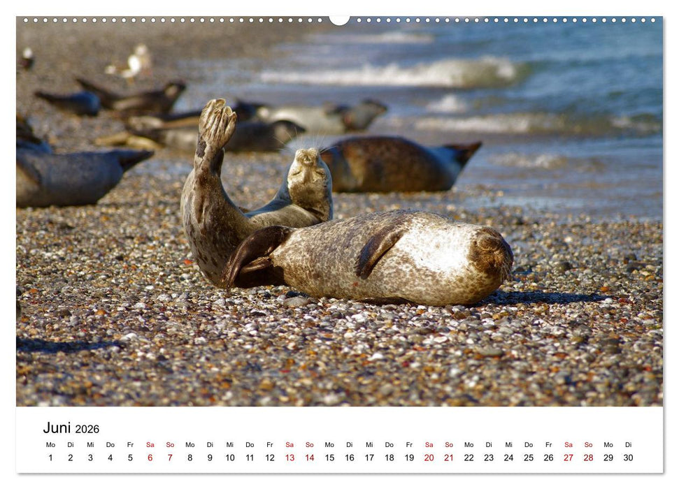 HELGOLAND: Nordseeinsel, schöner Ferienort (CALVENDO Premium Wandkalender 2026)