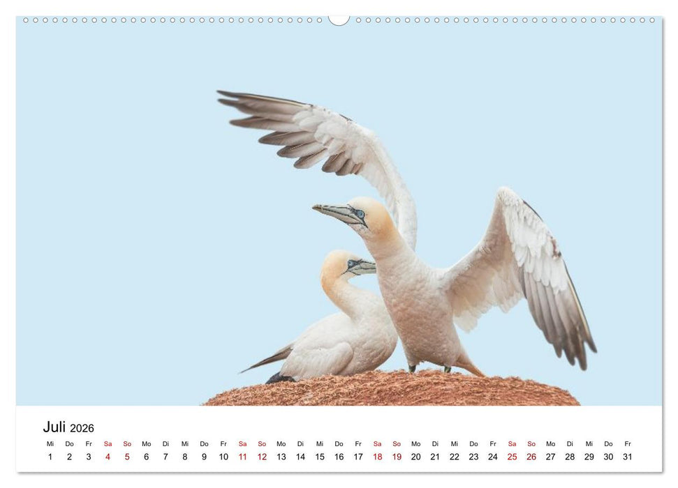 HELGOLAND: Nordseeinsel, schöner Ferienort (CALVENDO Premium Wandkalender 2026)