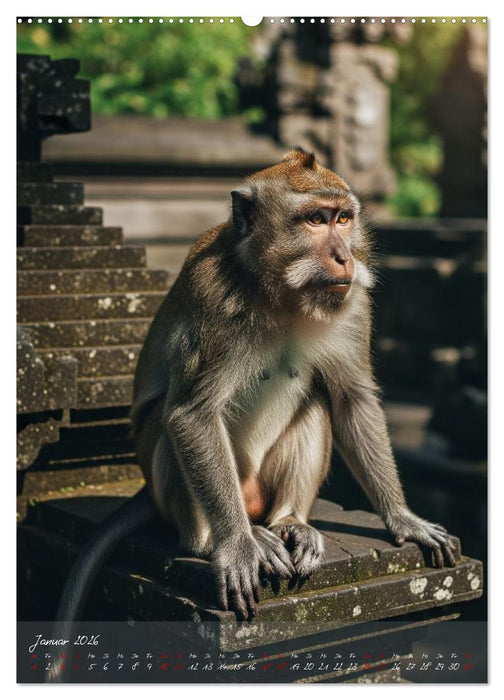 Bali - affengeil (CALVENDO Wandkalender 2026)