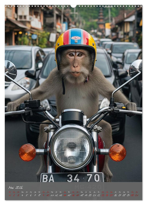 Bali - affengeil (CALVENDO Premium Wandkalender 2026)