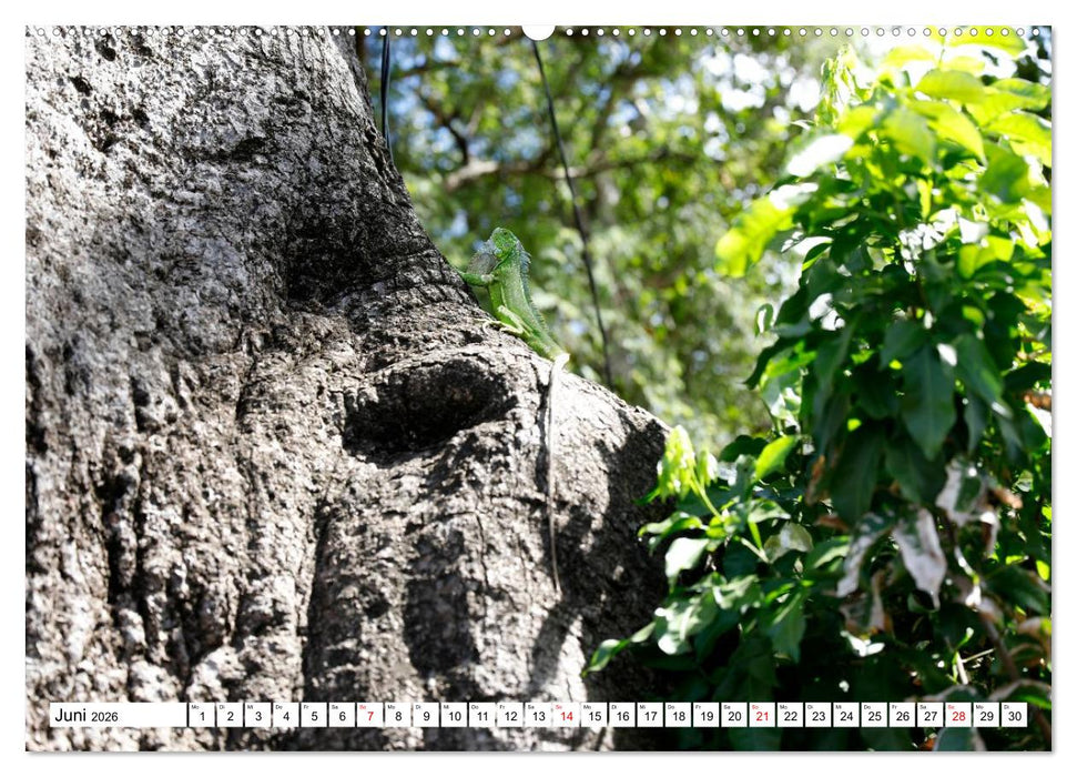 Inseln, die zum träumen verlocken (CALVENDO Premium Wandkalender 2026)