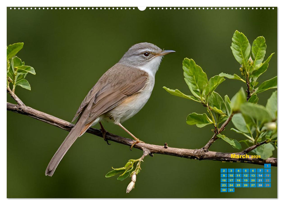 Singers from our regions - Our intimate nature (CALVENDO Monthly Calendar 2026)