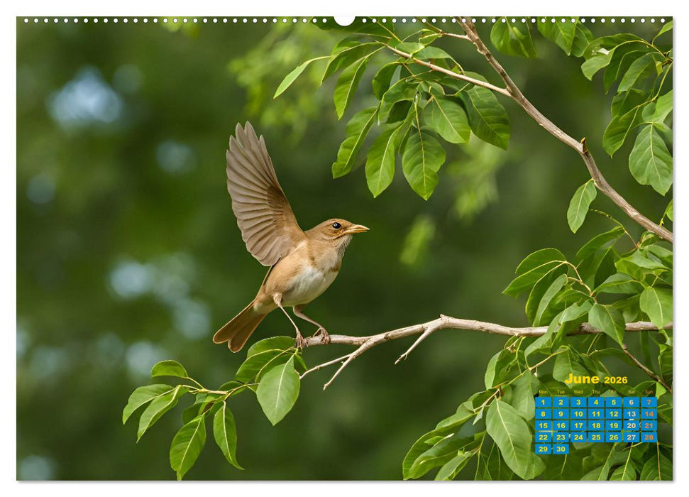 Singers from our regions - Our intimate nature (CALVENDO Monthly Calendar 2026)