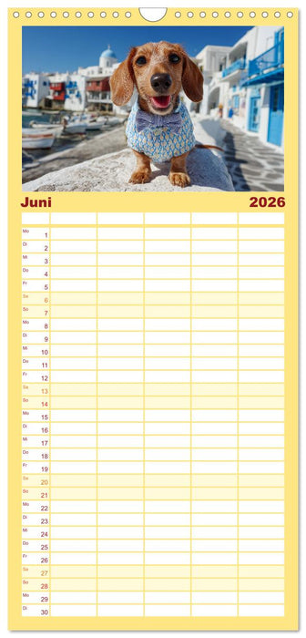 Dackel auf großer Tour - Süße Hunde entdecken die Welt (CALVENDO Familienplaner 2026)