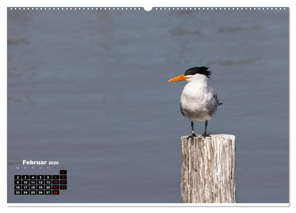 Floridas wunderbare Vogelwelt (CALVENDO Wandkalender 2026)