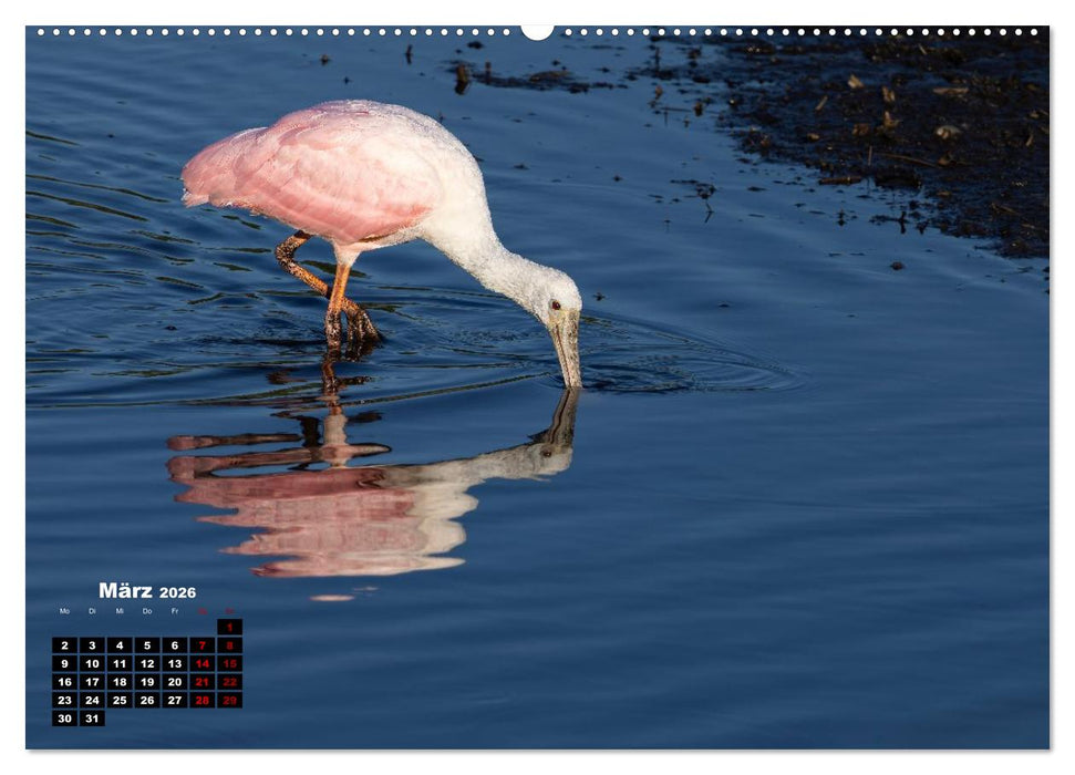Floridas wunderbare Vogelwelt (CALVENDO Wandkalender 2026)