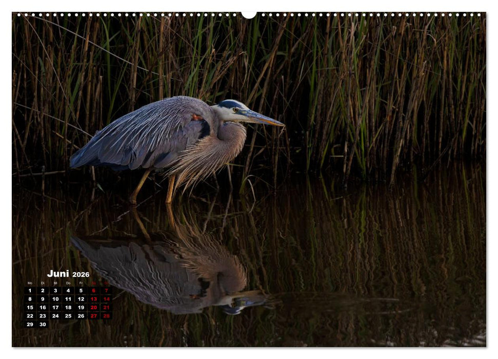 Floridas wunderbare Vogelwelt (CALVENDO Wandkalender 2026)