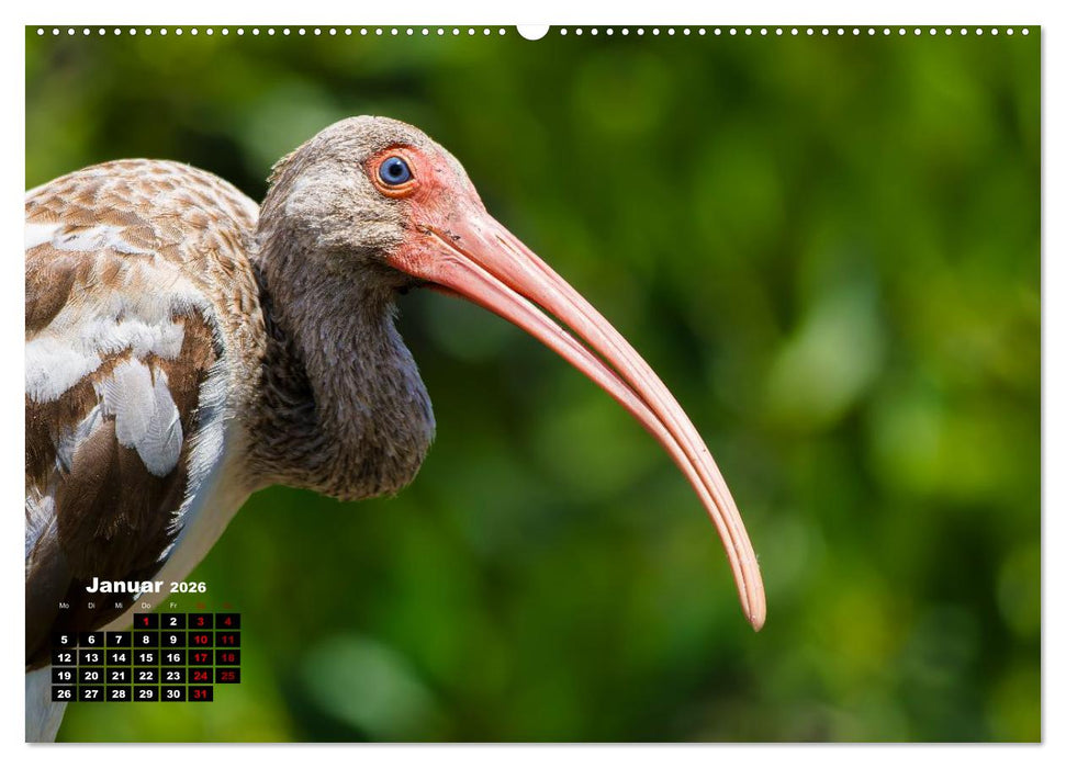 Floridas wunderbare Vogelwelt (CALVENDO Premium Wandkalender 2026)
