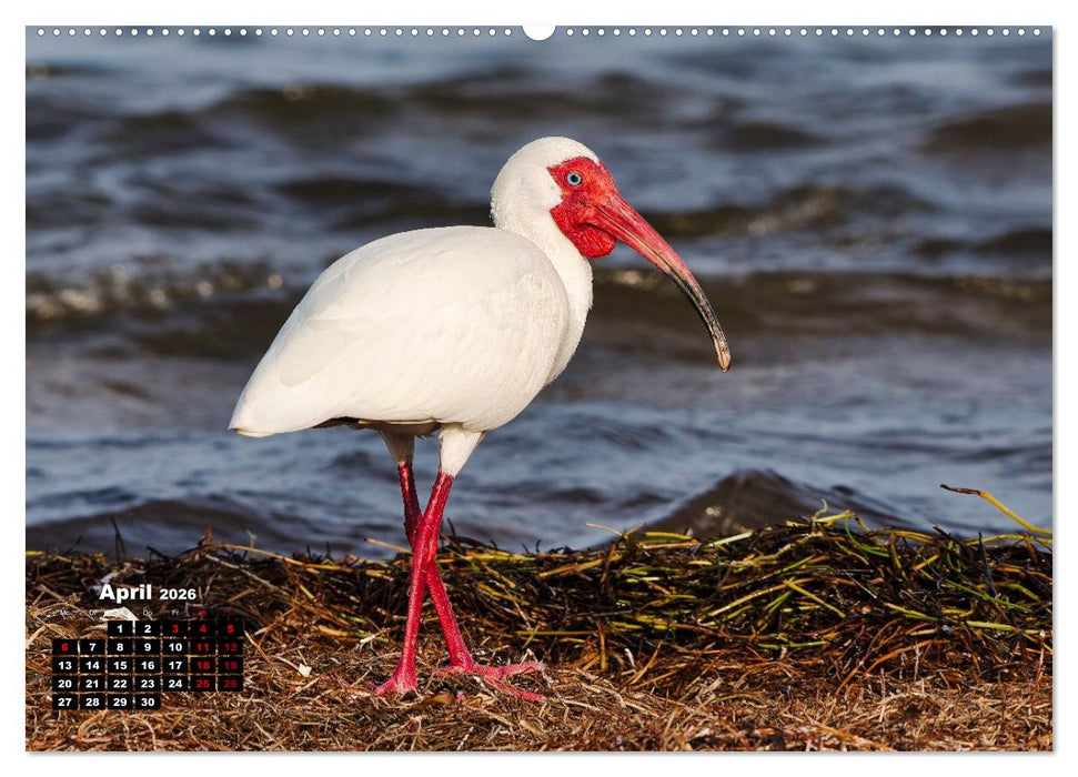 Floridas wunderbare Vogelwelt (CALVENDO Premium Wandkalender 2026)