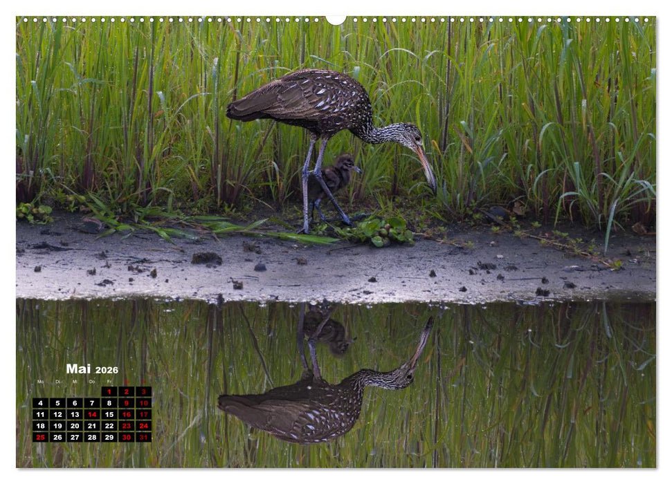 Floridas wunderbare Vogelwelt (CALVENDO Premium Wandkalender 2026)