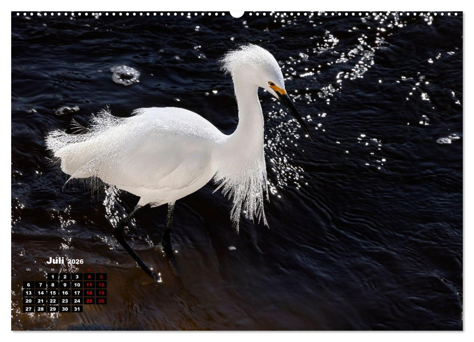 Floridas wunderbare Vogelwelt (CALVENDO Premium Wandkalender 2026)