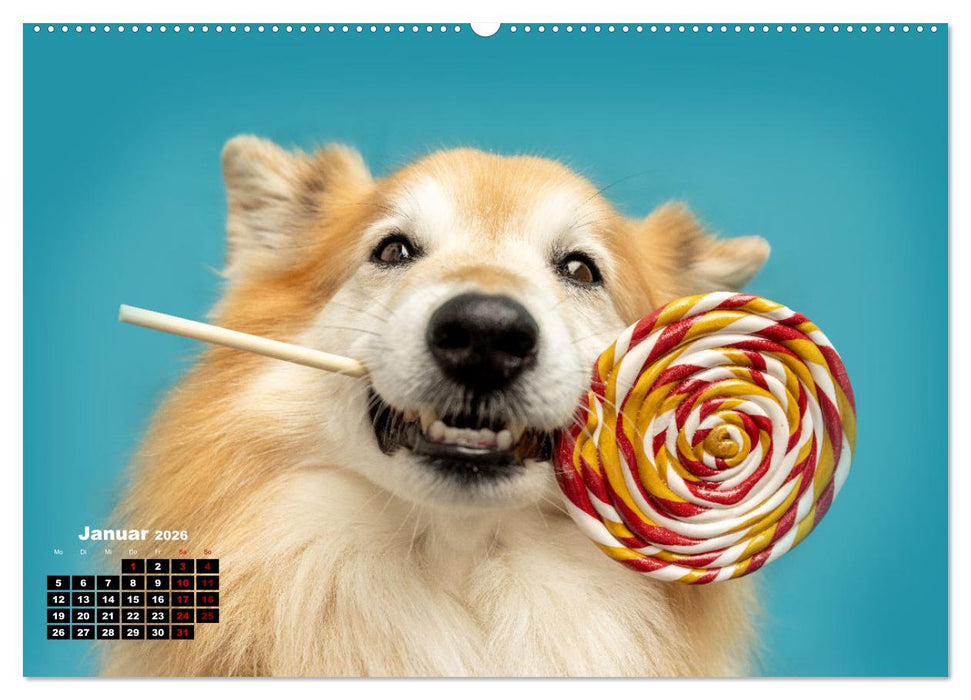 Süße Schnauzen (CALVENDO Wandkalender 2026)