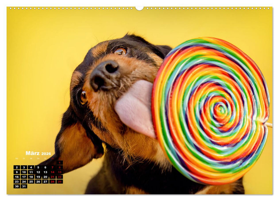 Süße Schnauzen (CALVENDO Wandkalender 2026)