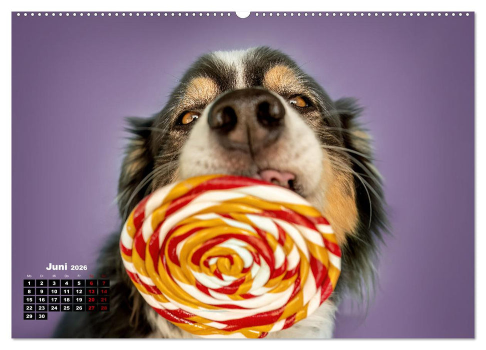Süße Schnauzen (CALVENDO Wandkalender 2026)
