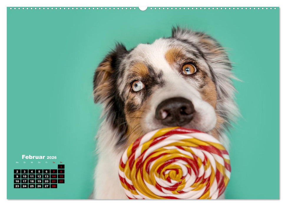 Süße Schnauzen (CALVENDO Premium Wandkalender 2026)