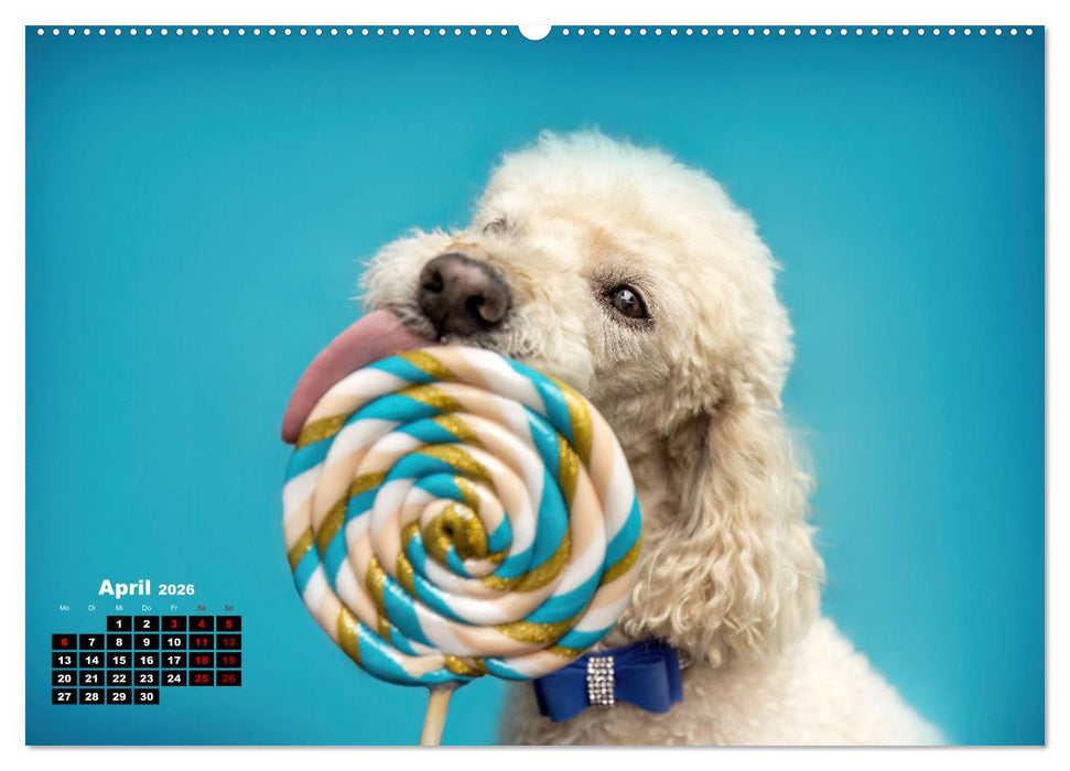 Süße Schnauzen (CALVENDO Premium Wandkalender 2026)