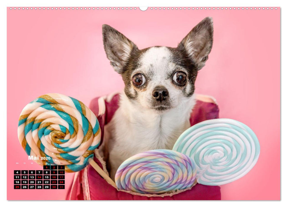 Süße Schnauzen (CALVENDO Premium Wandkalender 2026)
