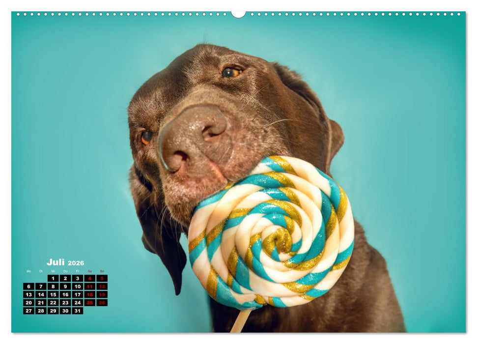 Süße Schnauzen (CALVENDO Premium Wandkalender 2026)
