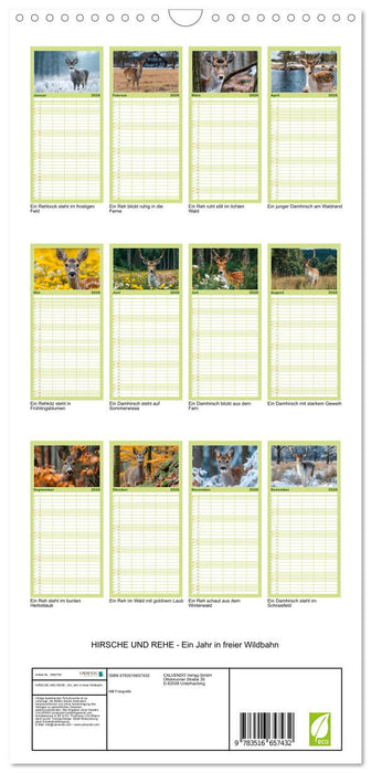 HIRSCHE UND REHE - Ein Jahr in freier Wildbahn (CALVENDO Familienplaner 2026)