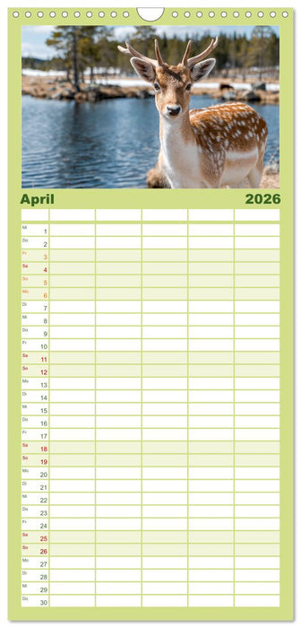 HIRSCHE UND REHE - Ein Jahr in freier Wildbahn (CALVENDO Familienplaner 2026)