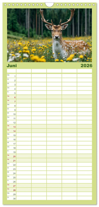 HIRSCHE UND REHE - Ein Jahr in freier Wildbahn (CALVENDO Familienplaner 2026)