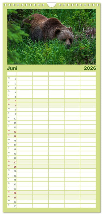 Grizzlys und Geisterbären - Glendale Cove, Kanada (CALVENDO Familienplaner 2026)