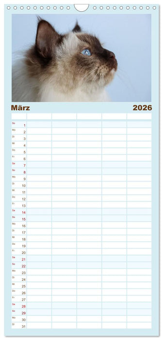 Heilige Birma Katzen - Eine Rasse mit traumhaft blauen Augen. (CALVENDO Familienplaner 2026)