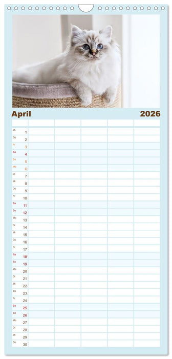 Heilige Birma Katzen - Eine Rasse mit traumhaft blauen Augen. (CALVENDO Familienplaner 2026)