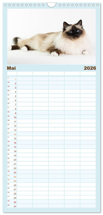 Heilige Birma Katzen - Eine Rasse mit traumhaft blauen Augen. (CALVENDO Familienplaner 2026)