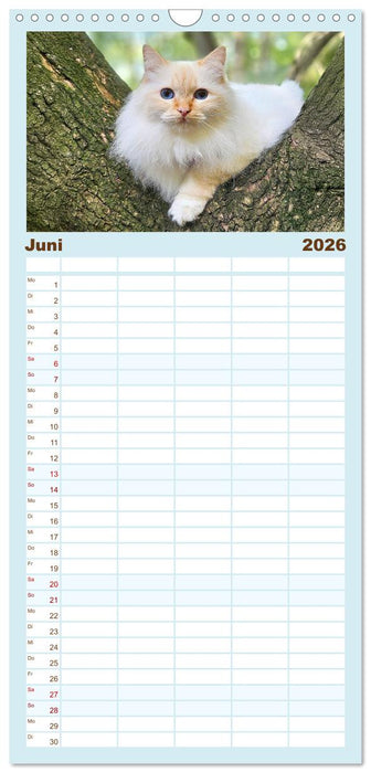 Heilige Birma Katzen - Eine Rasse mit traumhaft blauen Augen. (CALVENDO Familienplaner 2026)