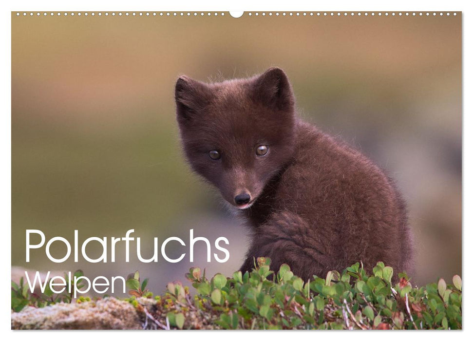 Polarfuchs-Welpen (CALVENDO Wandkalender 2026)