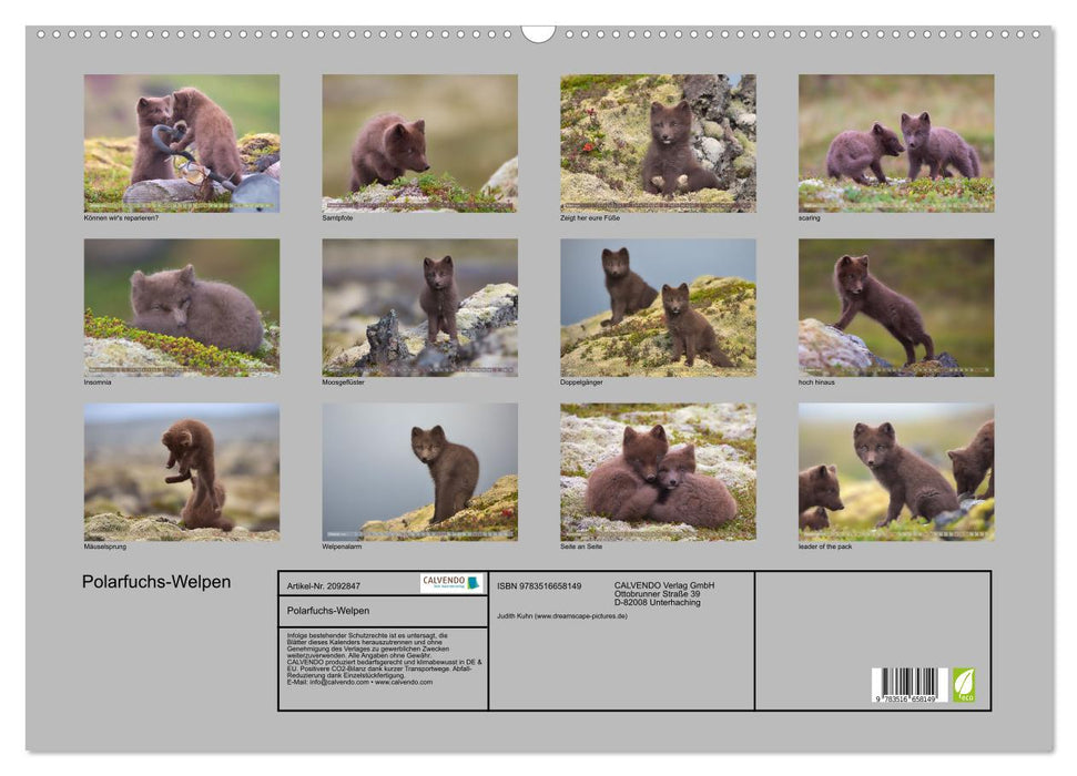 Polarfuchs-Welpen (CALVENDO Wandkalender 2026)