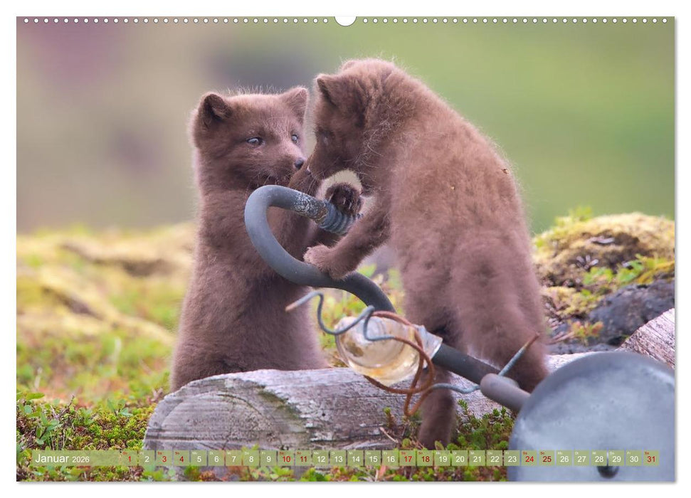 Polarfuchs-Welpen (CALVENDO Wandkalender 2026)