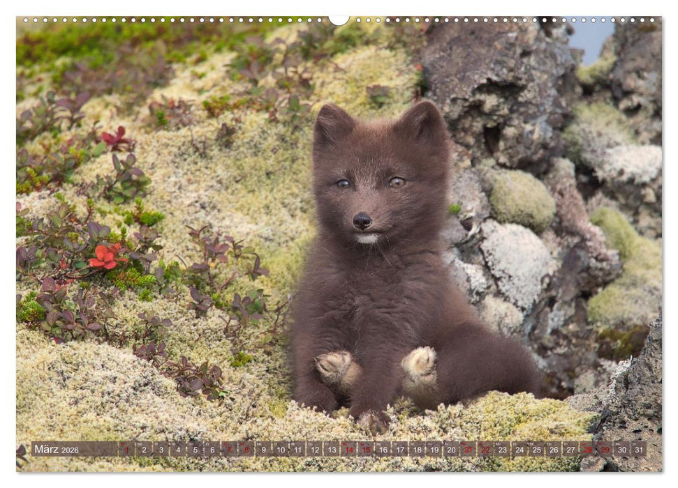 Polarfuchs-Welpen (CALVENDO Wandkalender 2026)