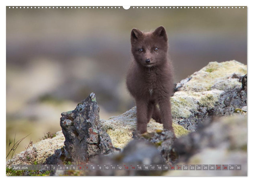 Polarfuchs-Welpen (CALVENDO Wandkalender 2026)