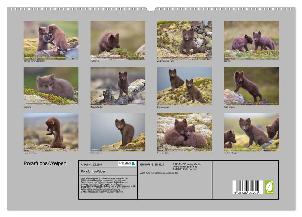 Polarfuchs-Welpen (CALVENDO Premium Wandkalender 2026)