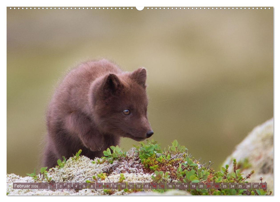 Polarfuchs-Welpen (CALVENDO Premium Wandkalender 2026)