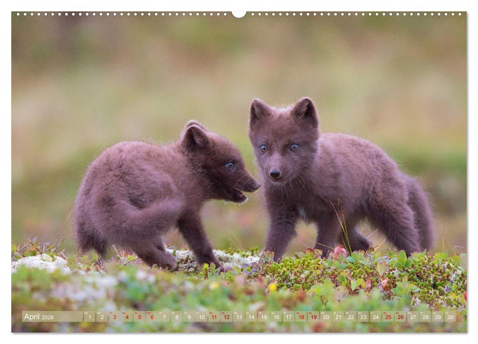 Polarfuchs-Welpen (CALVENDO Premium Wandkalender 2026)