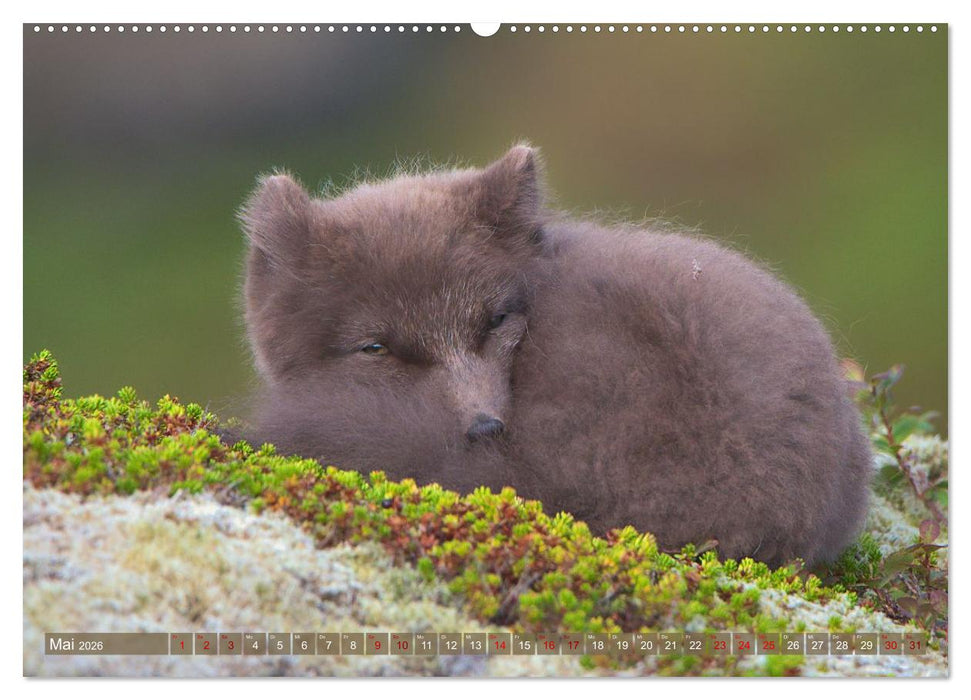 Polarfuchs-Welpen (CALVENDO Premium Wandkalender 2026)
