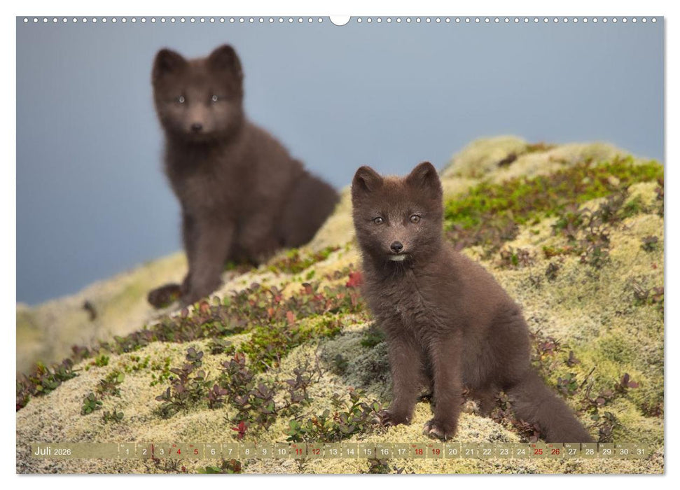 Polarfuchs-Welpen (CALVENDO Premium Wandkalender 2026)